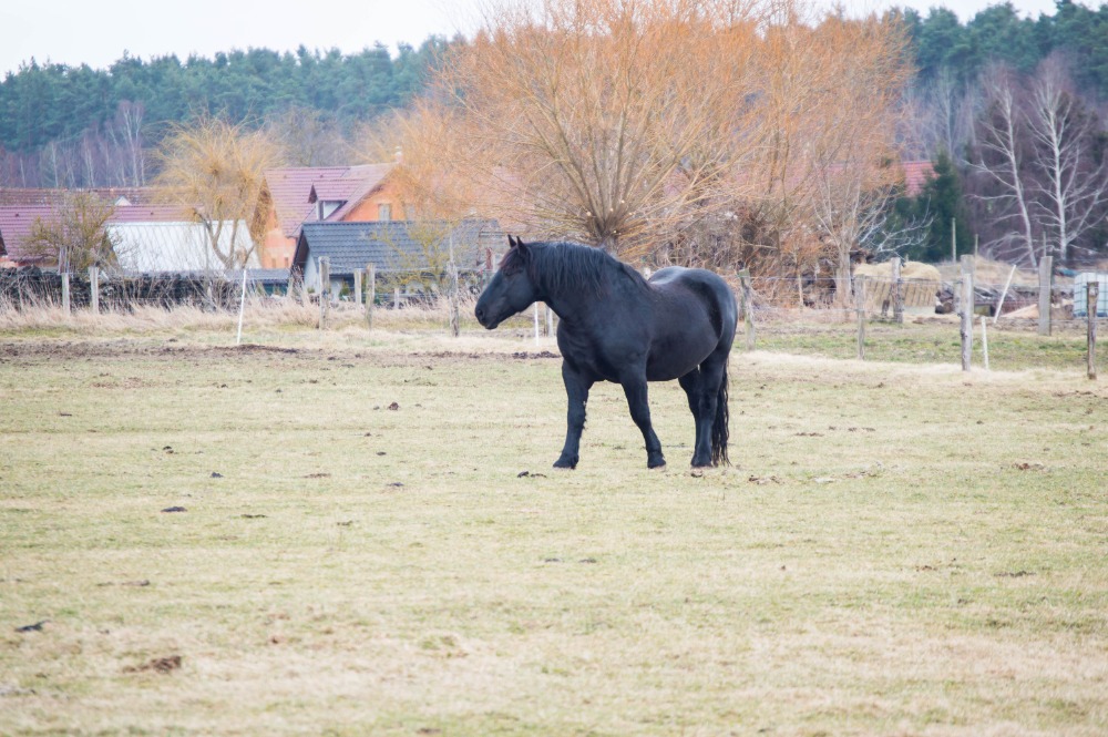 Ubytování Třeboňsko - Penzion na návsi